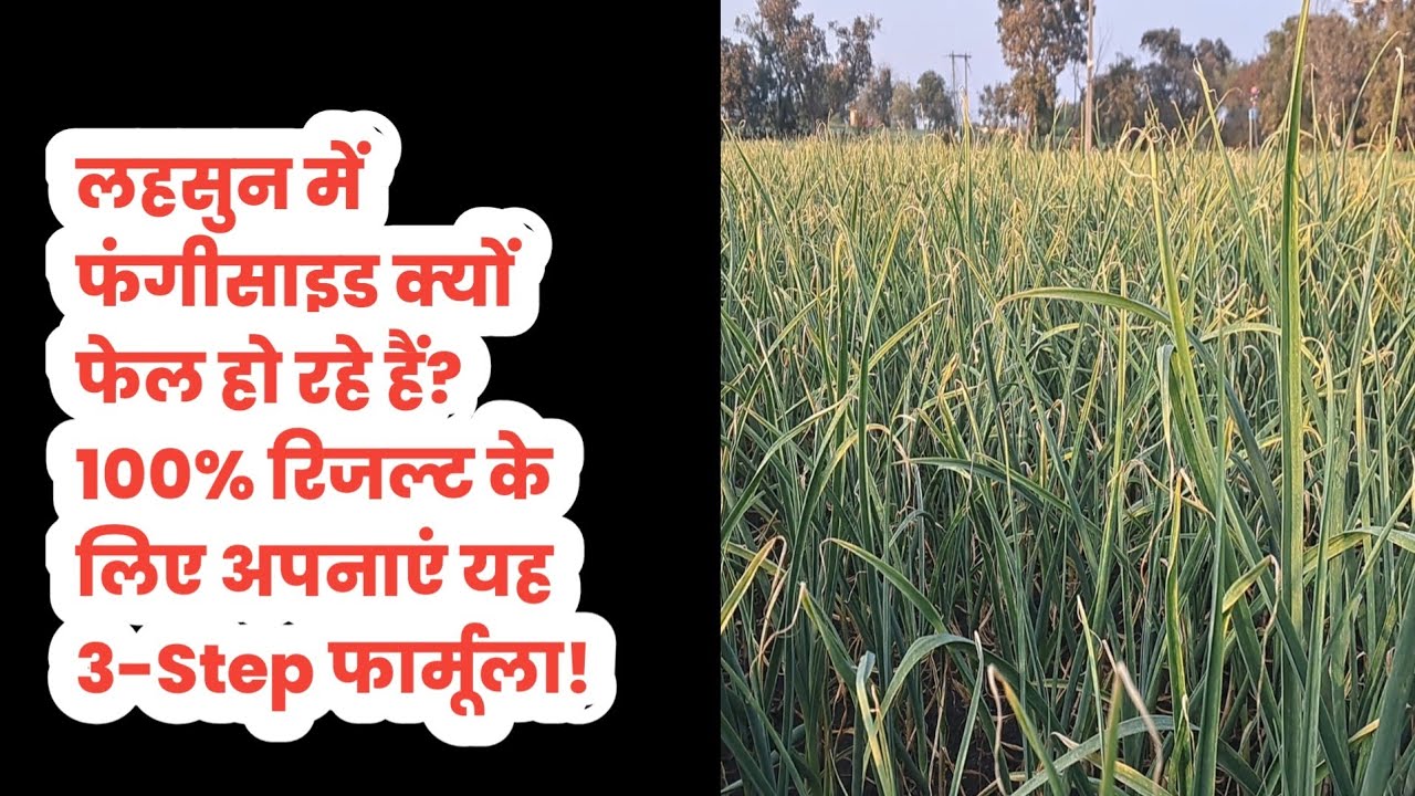 लहसुन में फंगीसाइड क्यों फेल हो रहे हैं? 100% रिजल्ट के लिए अपनाएं यह 3-Step फार्मूला!