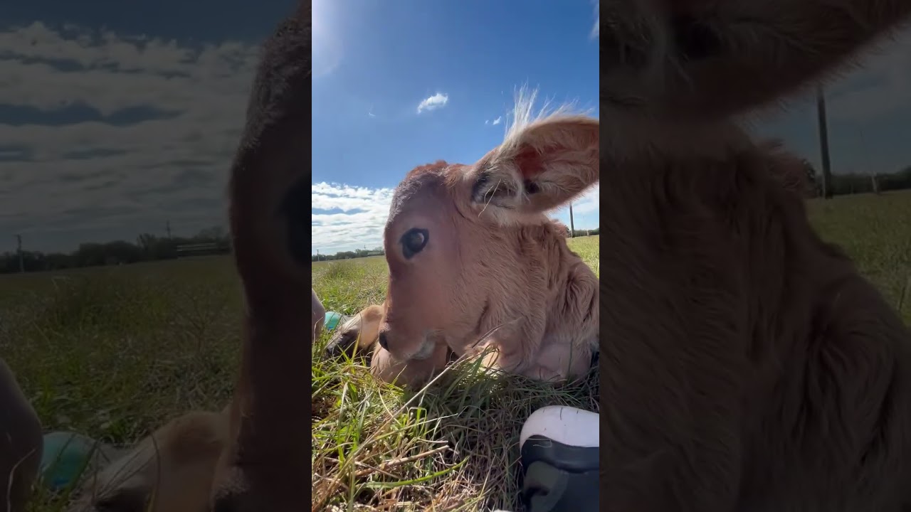 Cute calf hanging out