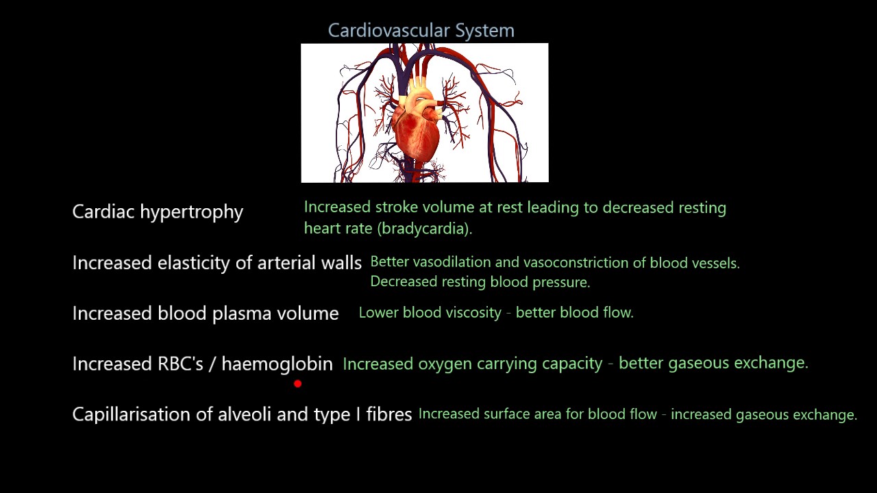Adaptations to VO2max. training