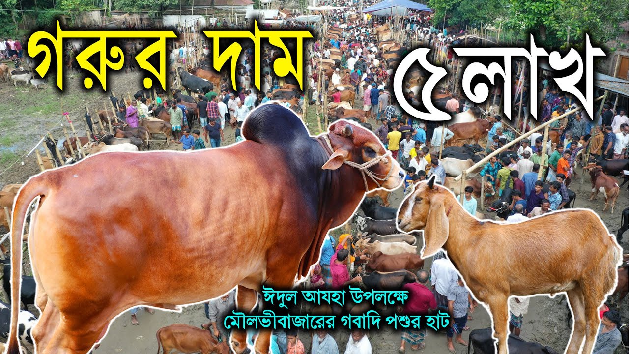 Eid Hat Bazar | ঈদর হাট কুরবাণির বাজার | Cow Market in Moulvibazar