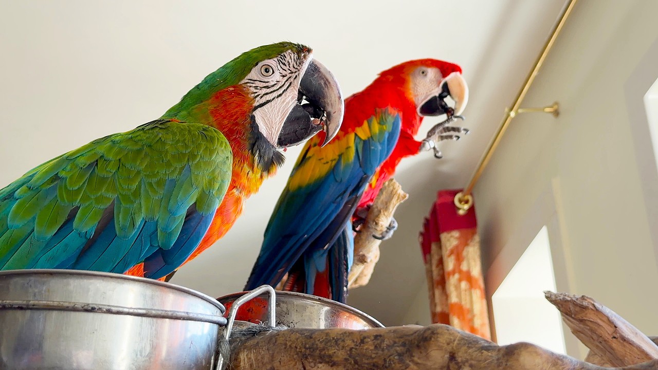 Archie the parrot likes to eat in such a way that everyone gets some: the turtles, the fox and me.