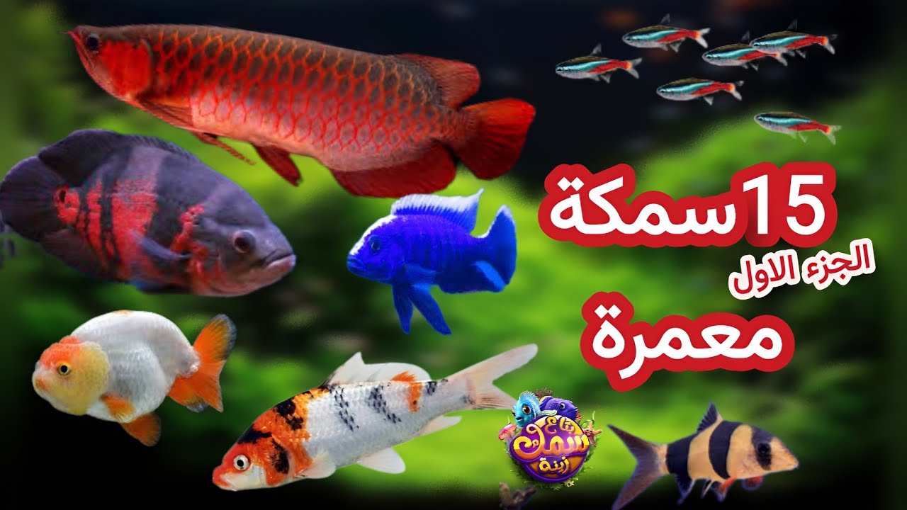 اسماك ممكن تعيش معاك كتير