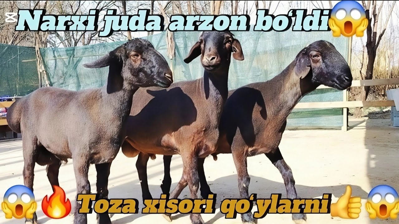 🇰🇬QIRG'IZISTON PAROVDA🔥QO'ZI QO'CHQORLAR PULI ARZONIDAN