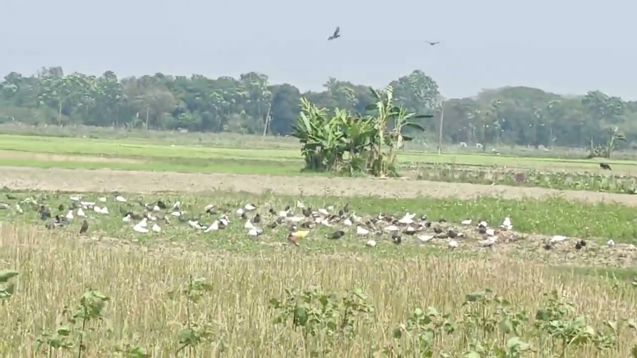 Numerous pigeons in the field are eating food. অসংখ্য পায়রা  সুন্দর ভাবে একত্রিত হয়েছে।
