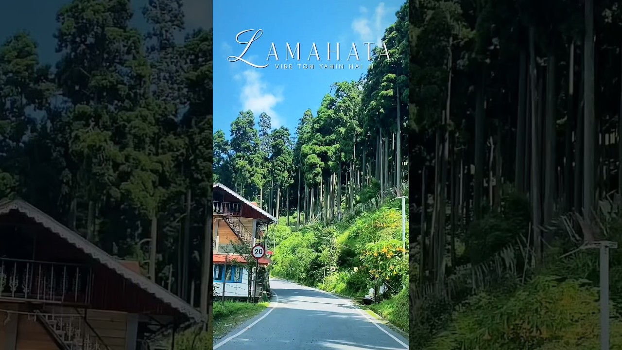 Lamahatta - Darjeeling ☺️😍 #shorts #lamahatta #youtubeshorts #darjeeling #travel #adventure