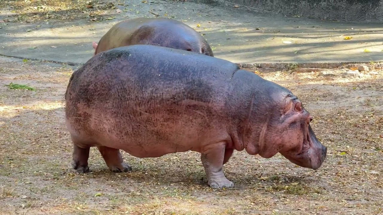 #ขาหมู #เล่นบอล #ฮิปโปโปเตมัส #สวนสัตว์เปิดเขาเขียว #ชลบุรี #zoo #animals 
