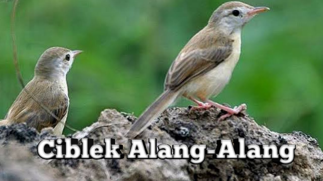 SI MASTER GAJOR CIBLEK ALANG-ALANG LIAR | MEMIKAT | PANCINGAN