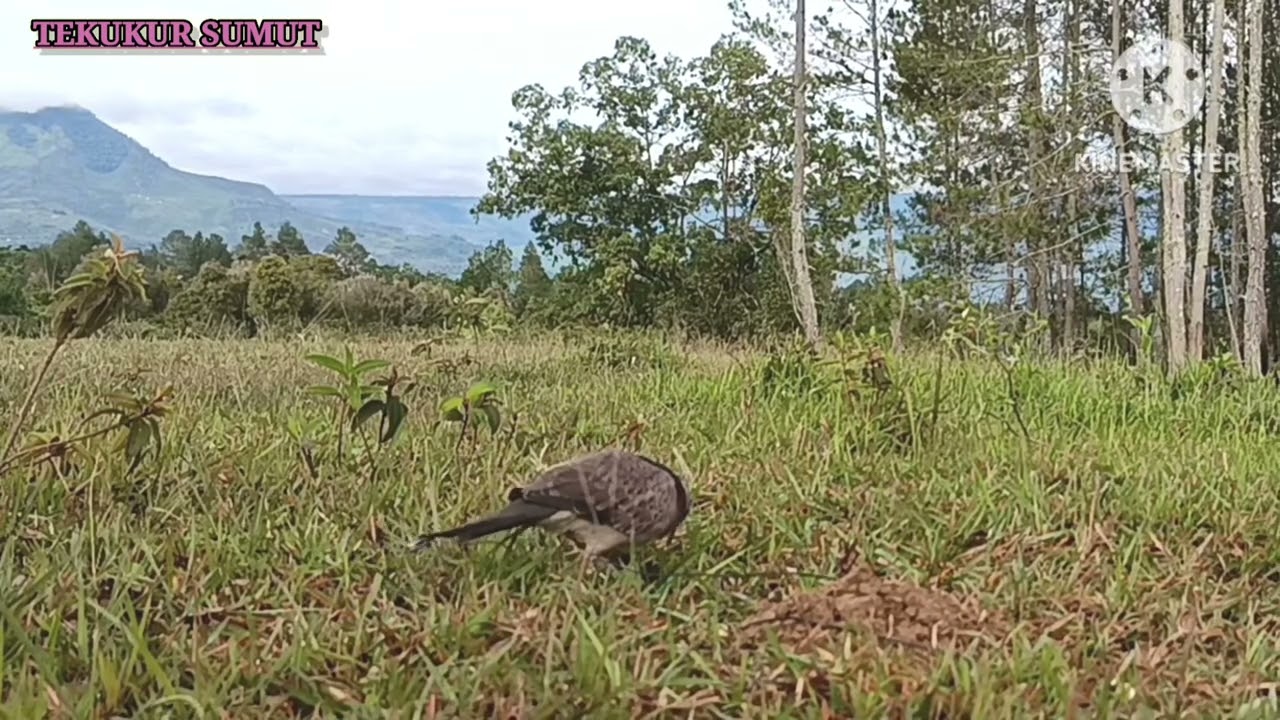 Tekukur Liar//Part 3//Terbawa Pulang//Dengan Banyak Strategi #burung #tekukur #tekukurliar #birds 
