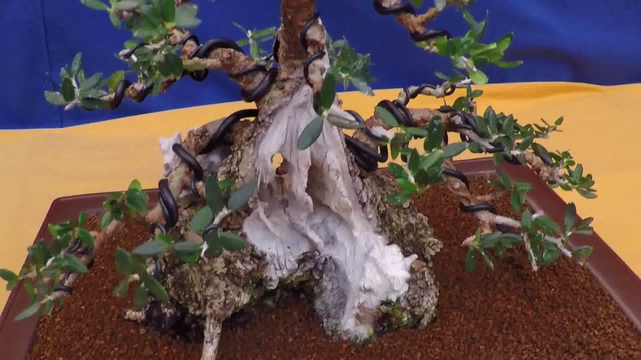 Exposición de bonsai. Concurso Prebonsai Griñón