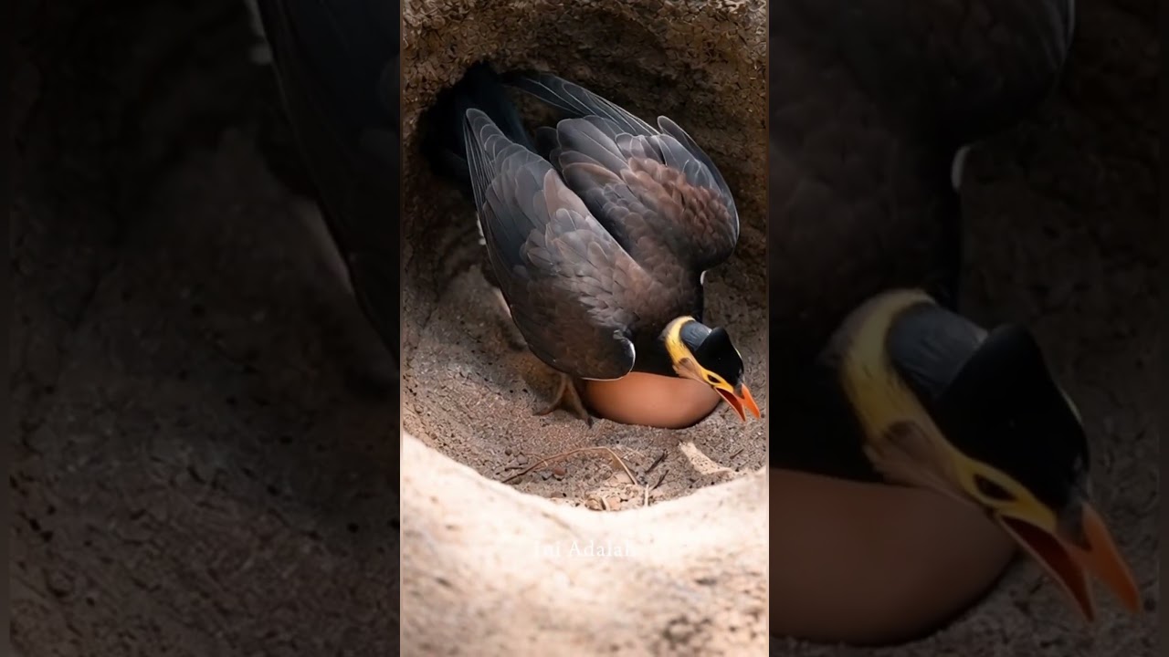 Maleo 🐦 Burung Paling Santai dan Aneh di Dunia! 