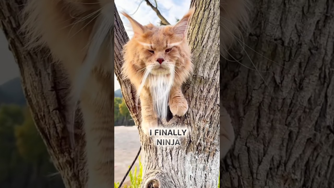 I Finally Ninja! #funnycats #ninja #cat #ninjacat