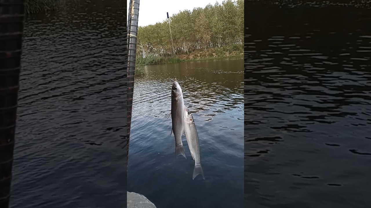صید کفال جفتـی😉😍🎣🐟