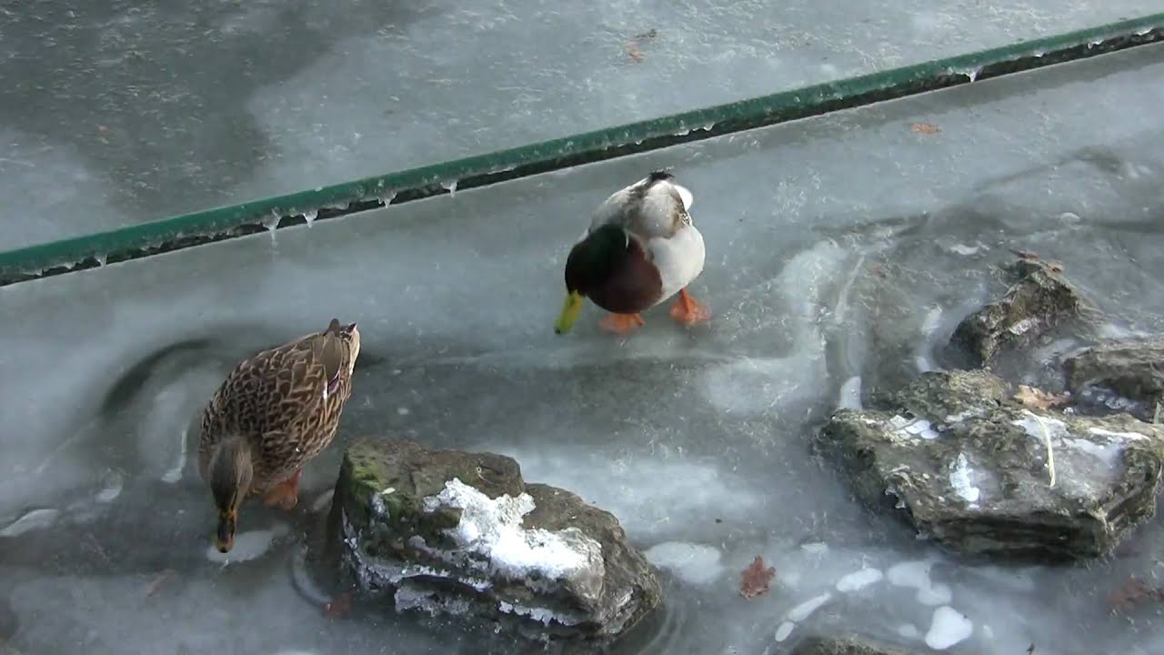 Winterbilder mit Eismusik