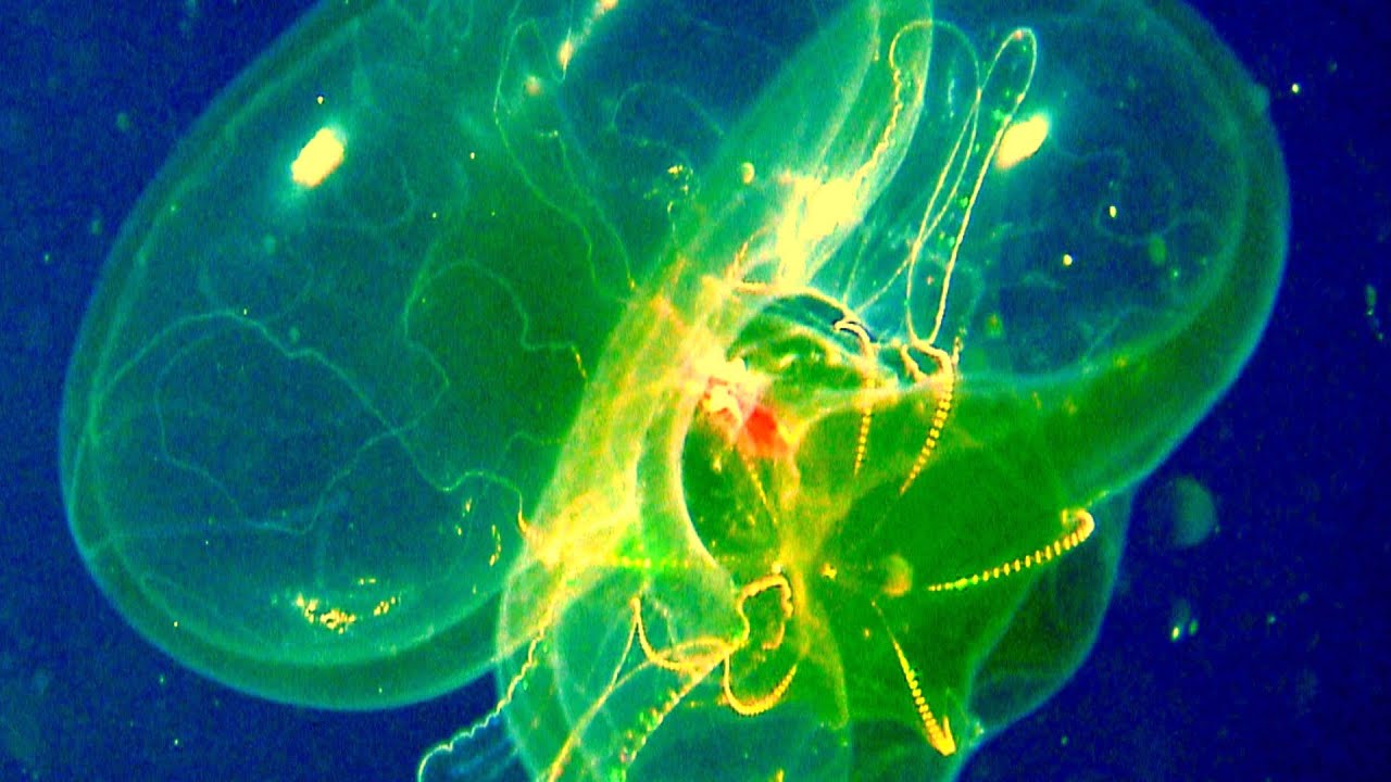 7 Bizarre Deep Ocean Creatures Found by ROVs