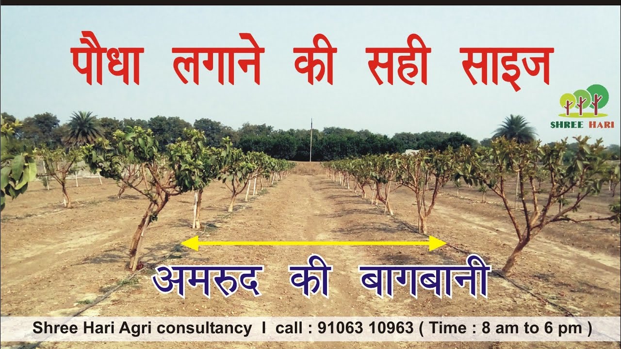 03. अमरूद का पौधा लगाने की सही साइज । Guava plantation size l 9106310963