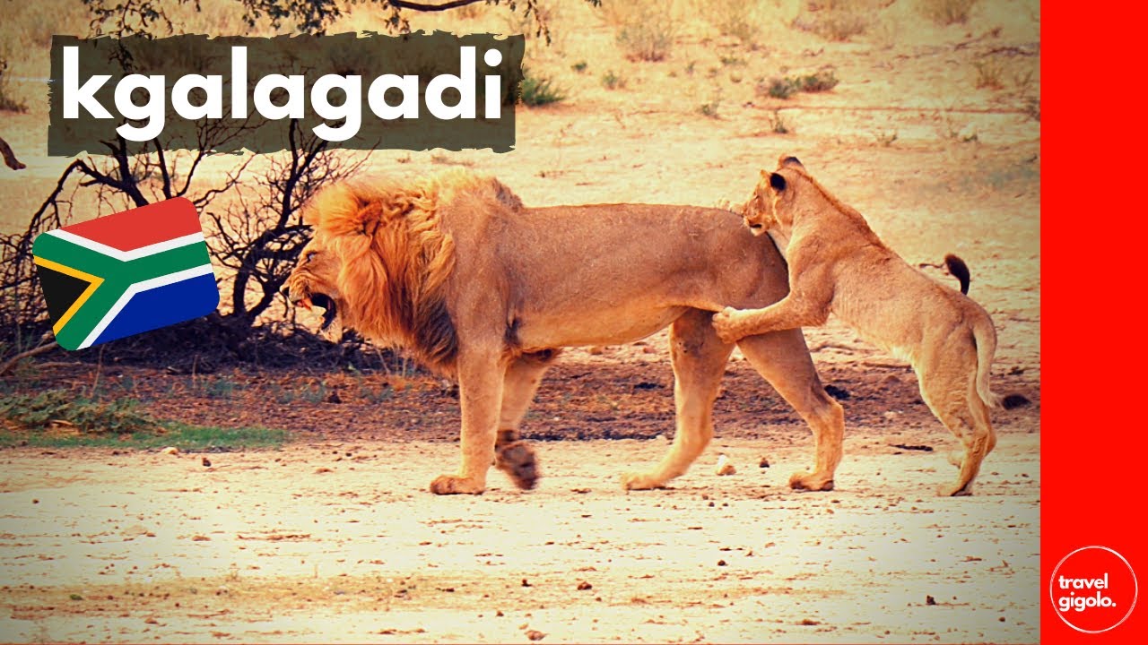 Recenzja podr&oacute;ży (aktualizacja): Park Transgraniczny Kgalagadi (samodzielna podr&oacute;ż po RPA) [Parki...