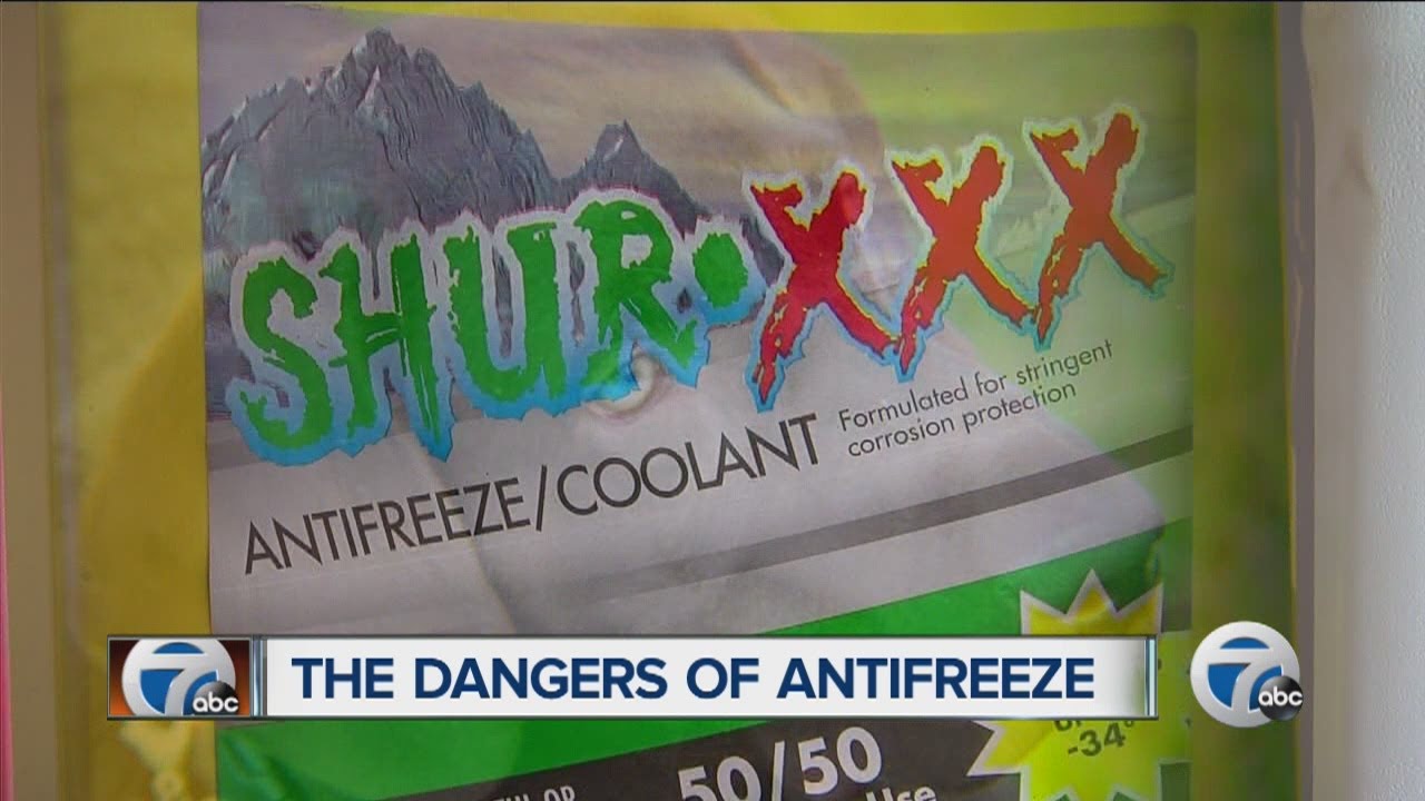 Dangers of anti-freeze
