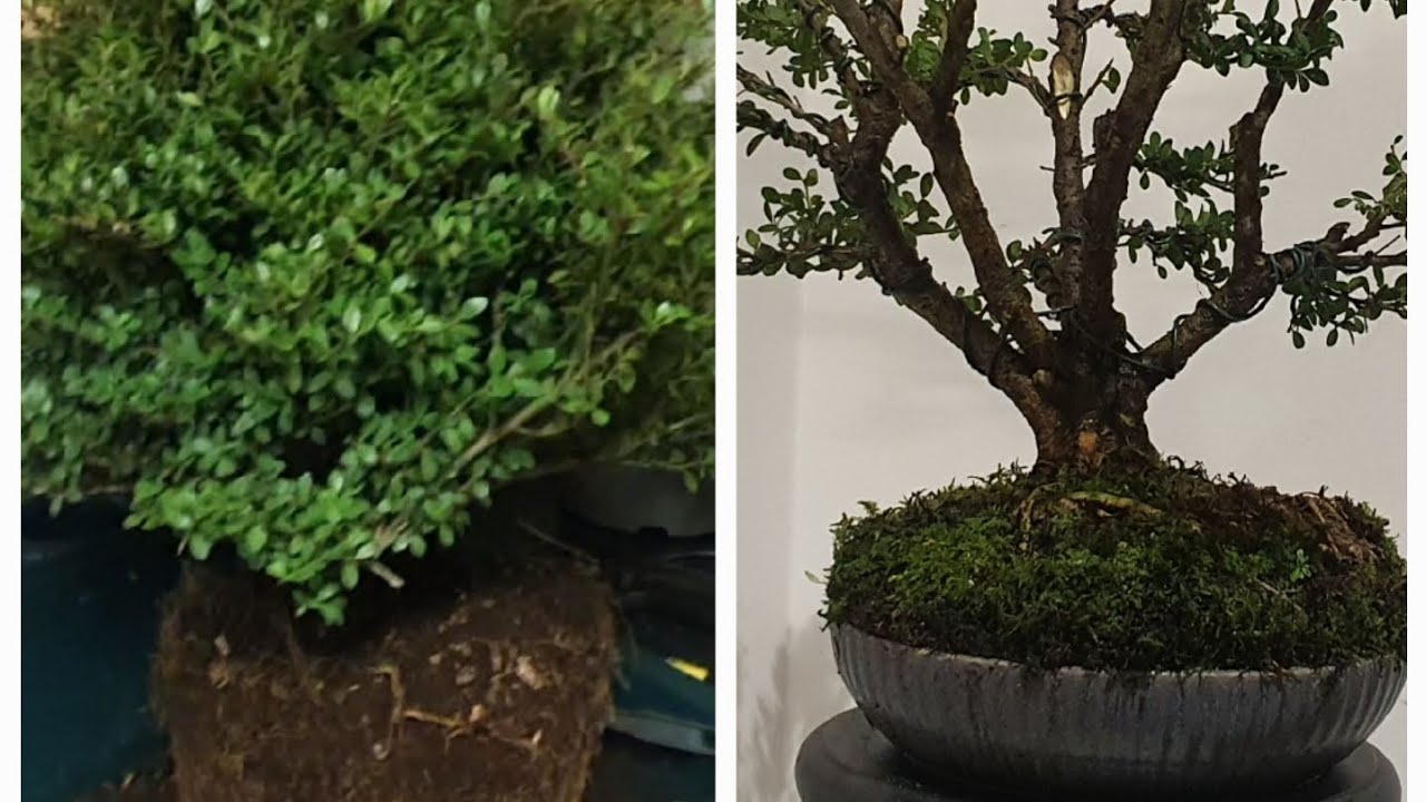 From #garden centre to #bonsai- episode 1 -  japanese holly