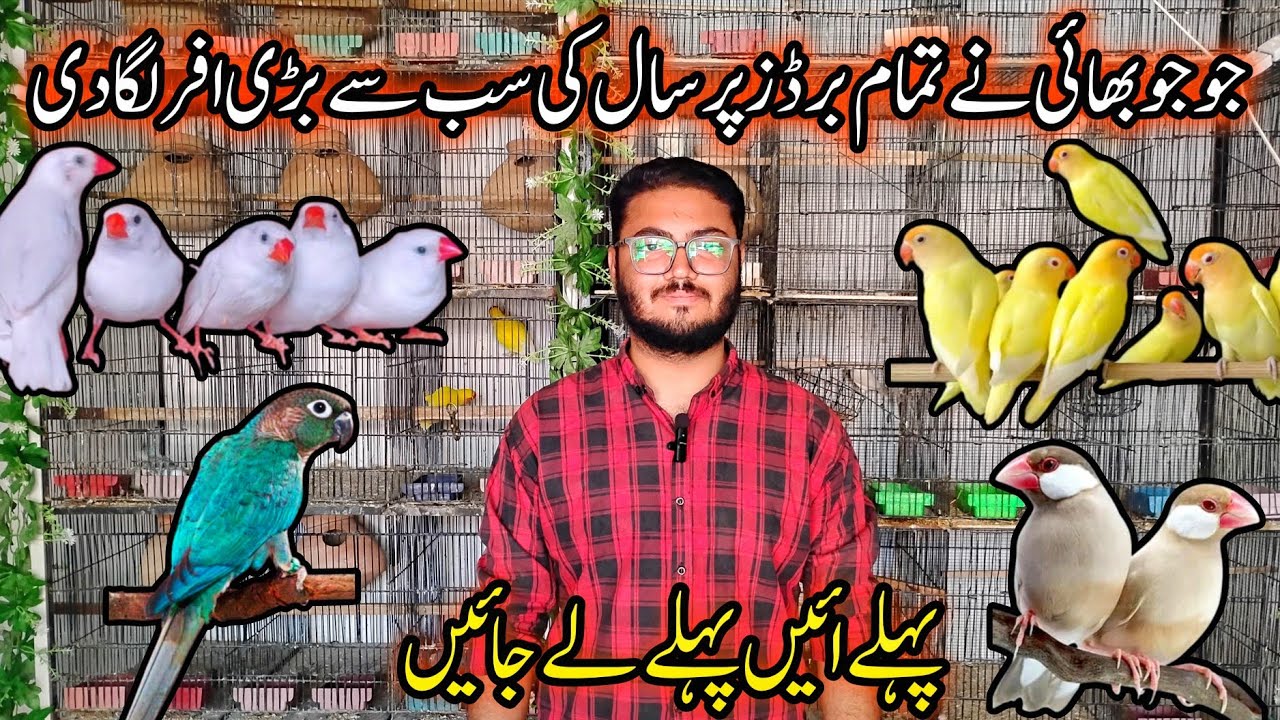 Jo Jo Bhai Ne Saal Ki Sab Se Bari Offer lagadi | Creamino Lovebirds, Conure, Snow White Finch, Dove