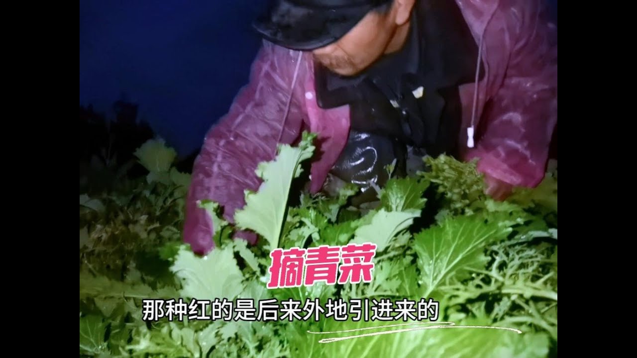别人都在忙年货，父女合作摘菜卖菜，蔬菜最值钱的几天！摘到天黑