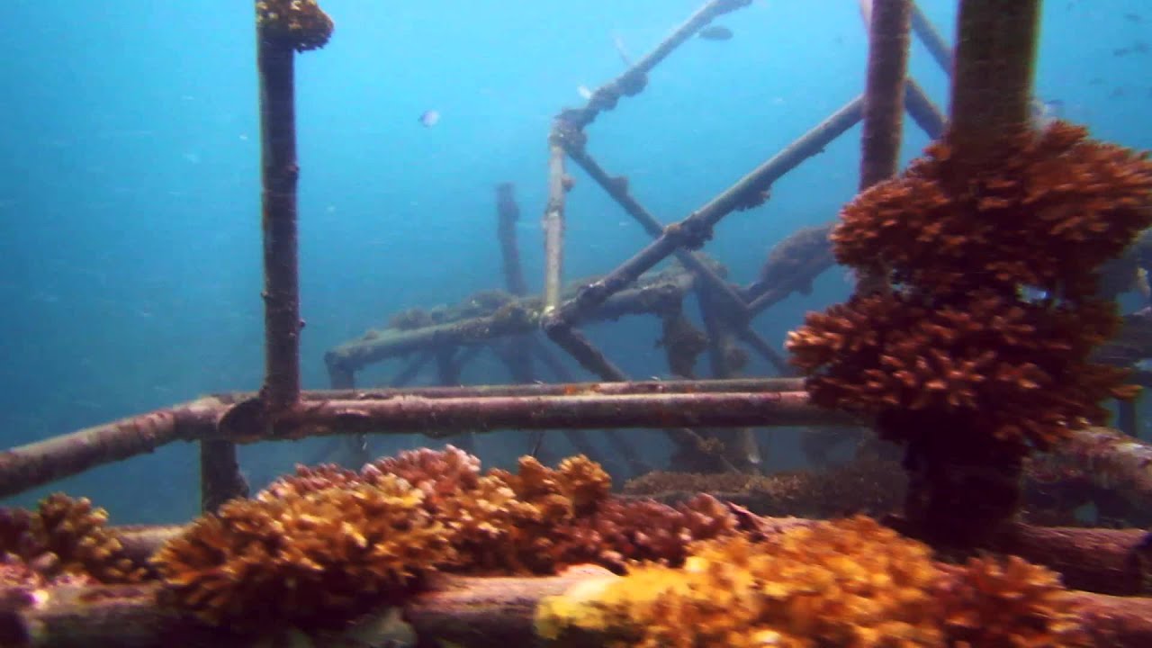 Tioman Dive Buddy 2/3 ／刁曼岛潜水景点