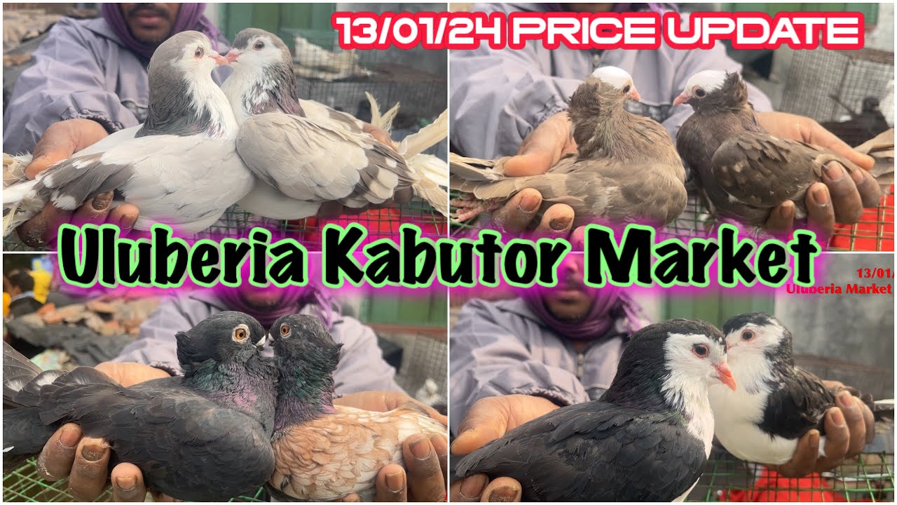 Uluberia Kabutor Market. Uluberia Pet market 13/01/24 update price today #cheapestprice #kabootar