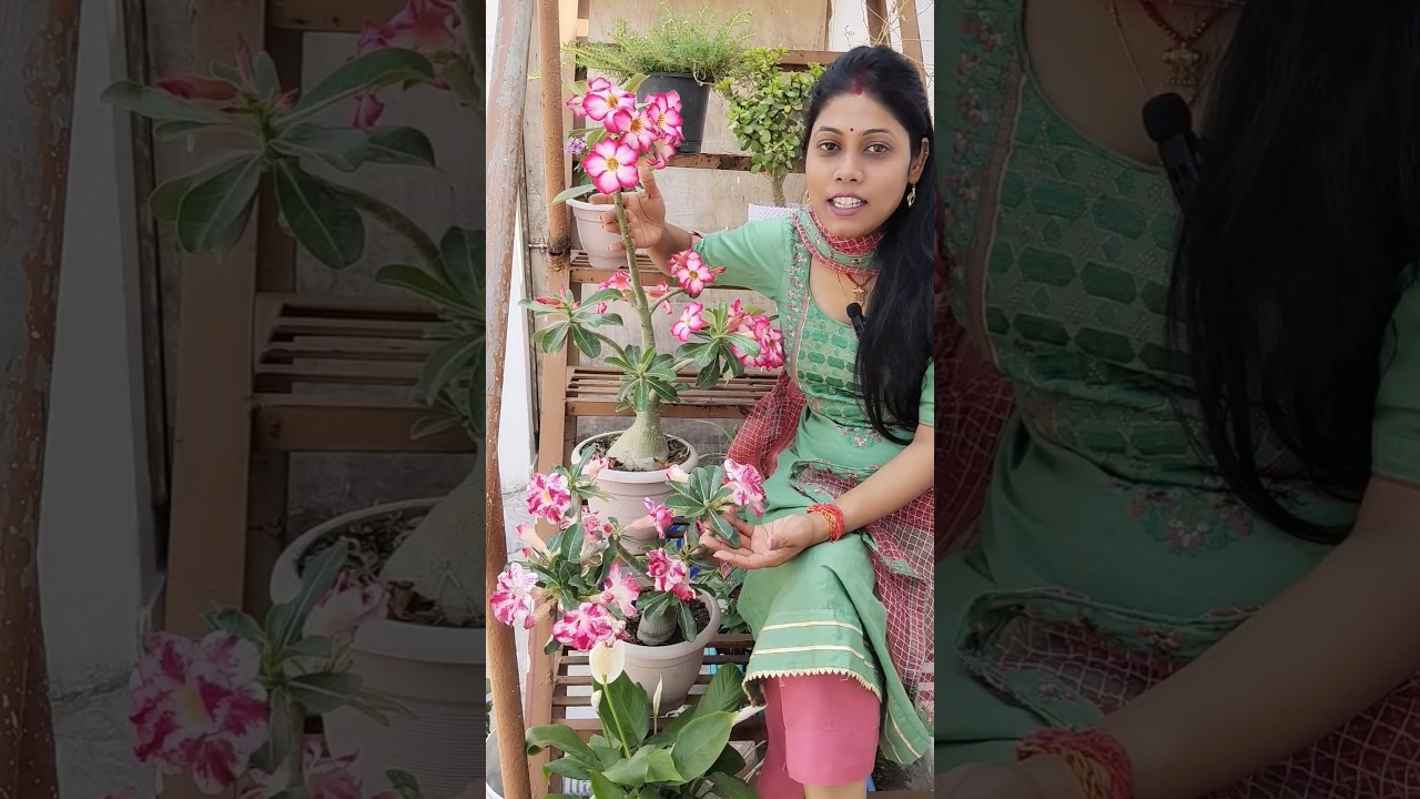 Secret 4 getting more flowers in Adenium #adenium #shorts #ytshorts #terracegarden #garden