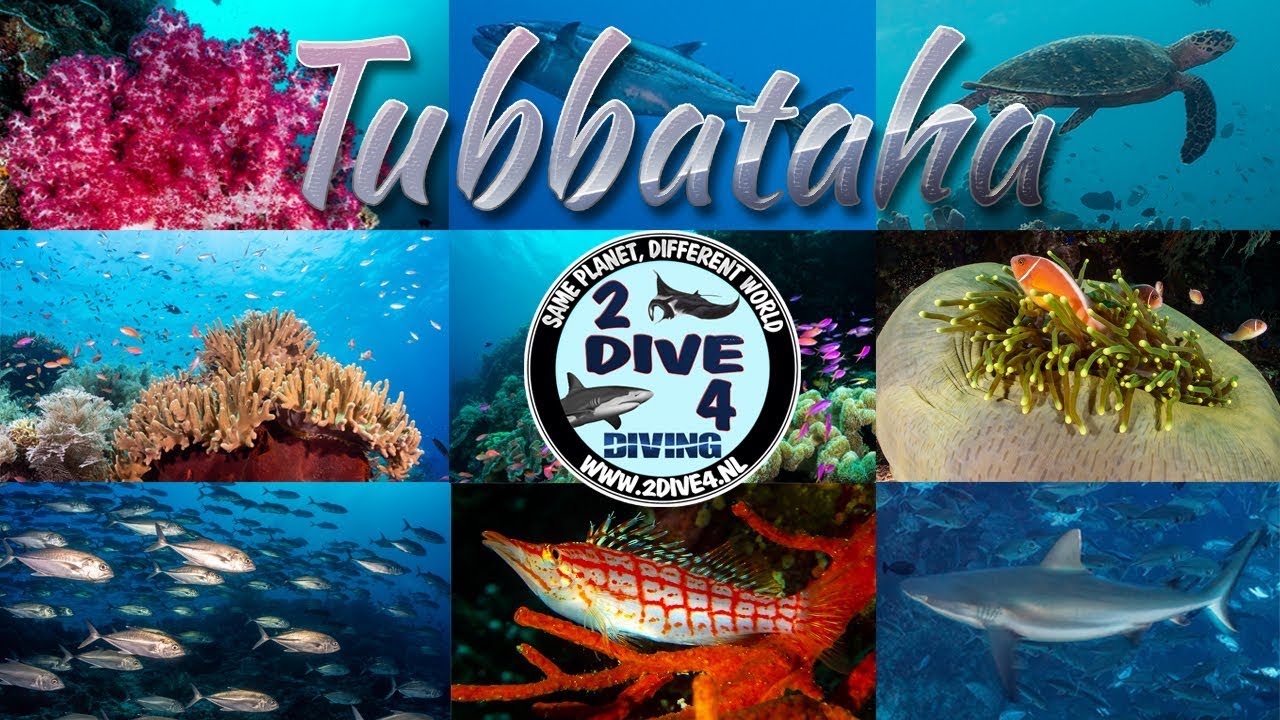 Brotherdive 2019 - Diving Tubbataha reefs - Philippines (Long version)