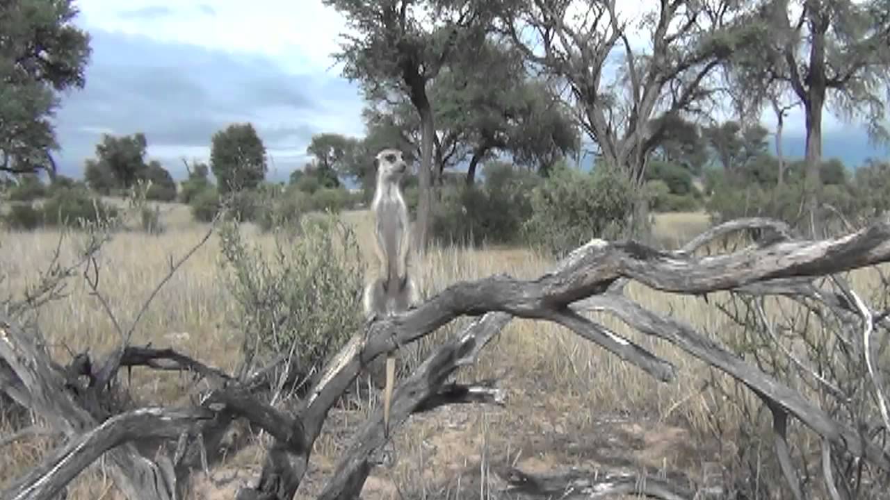 Research suggests meerkat predator-scanning behaviour is altruistic