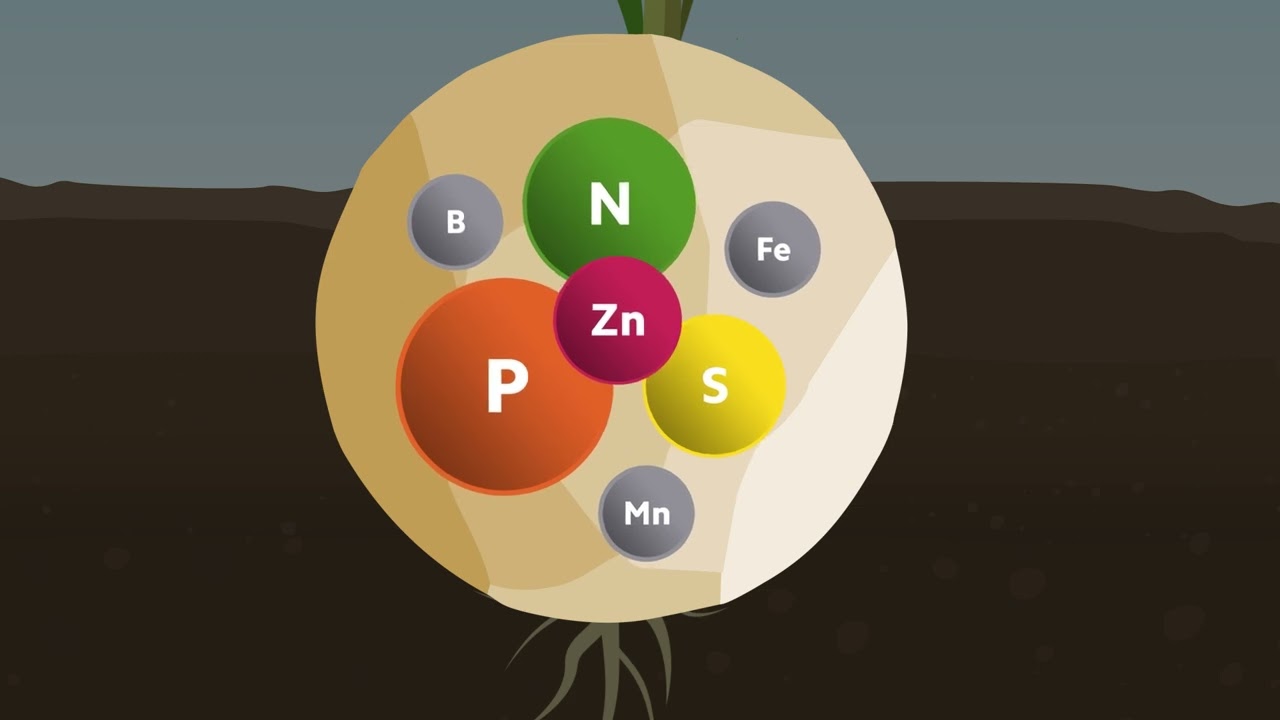 Descubre EasyStart® con Bacillus subtilis – COMPO EXPERT