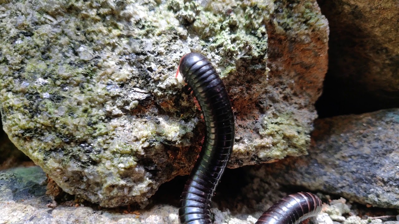 Julida, a millipede...           #animal #insect #arthopod #nature #youtube