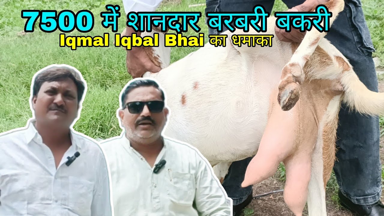 7500 Barbari Mathura and Suhaliya Goat Farm Mathura UP