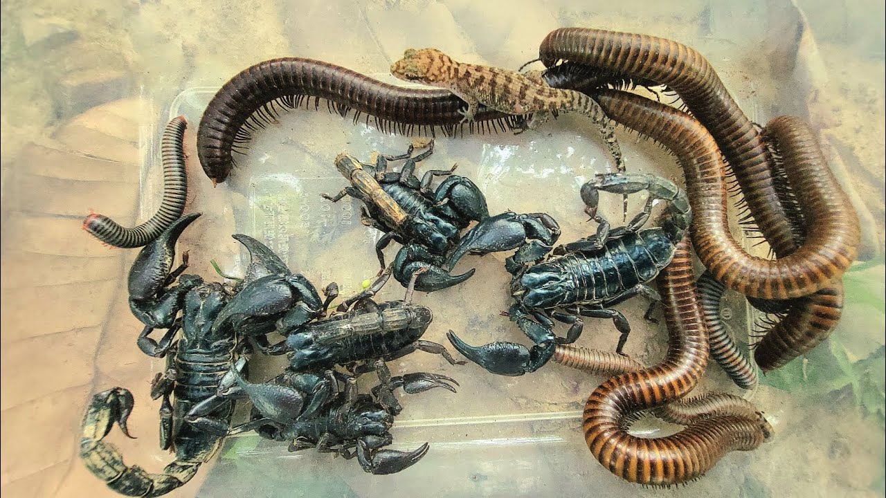 Wow Today I Catch a Giant Scorpion Lizard red Millipede black millipede white 