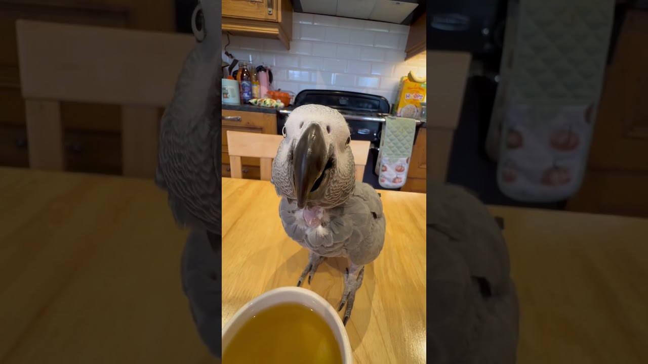Gentle Jack Bird Helps Make Her Parrot-Safe Tea
