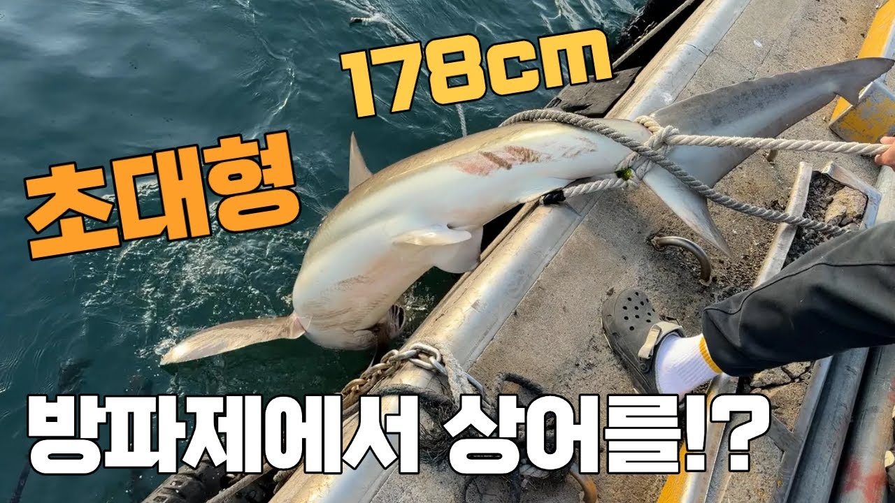 초비상! 너무 무거워서 시민들이랑 방파제에서 초대형 상어를 올렸습니다! 미친존재감!!!