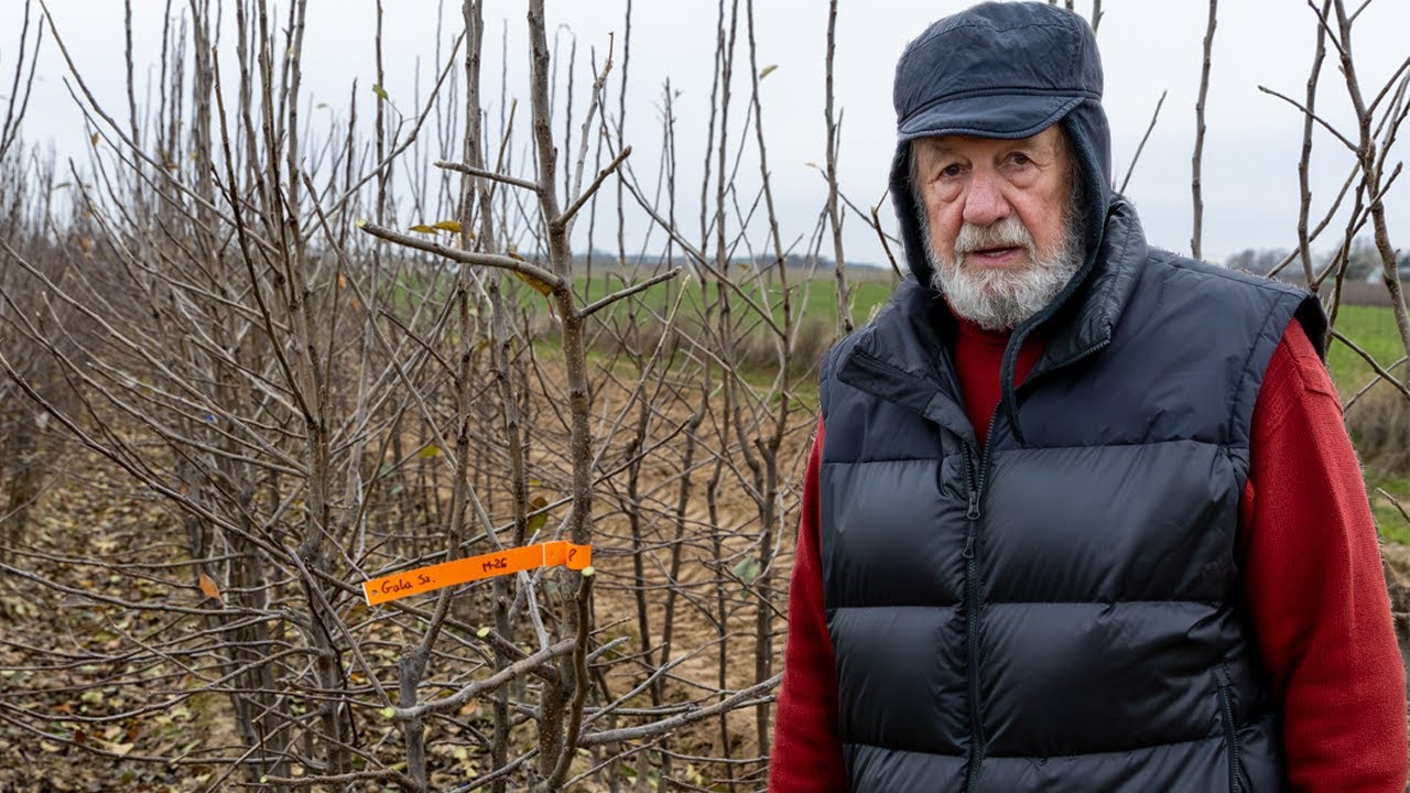 Materiał szkółkarski do nowego sadu. Odmiany, jakość i ceny drzewek