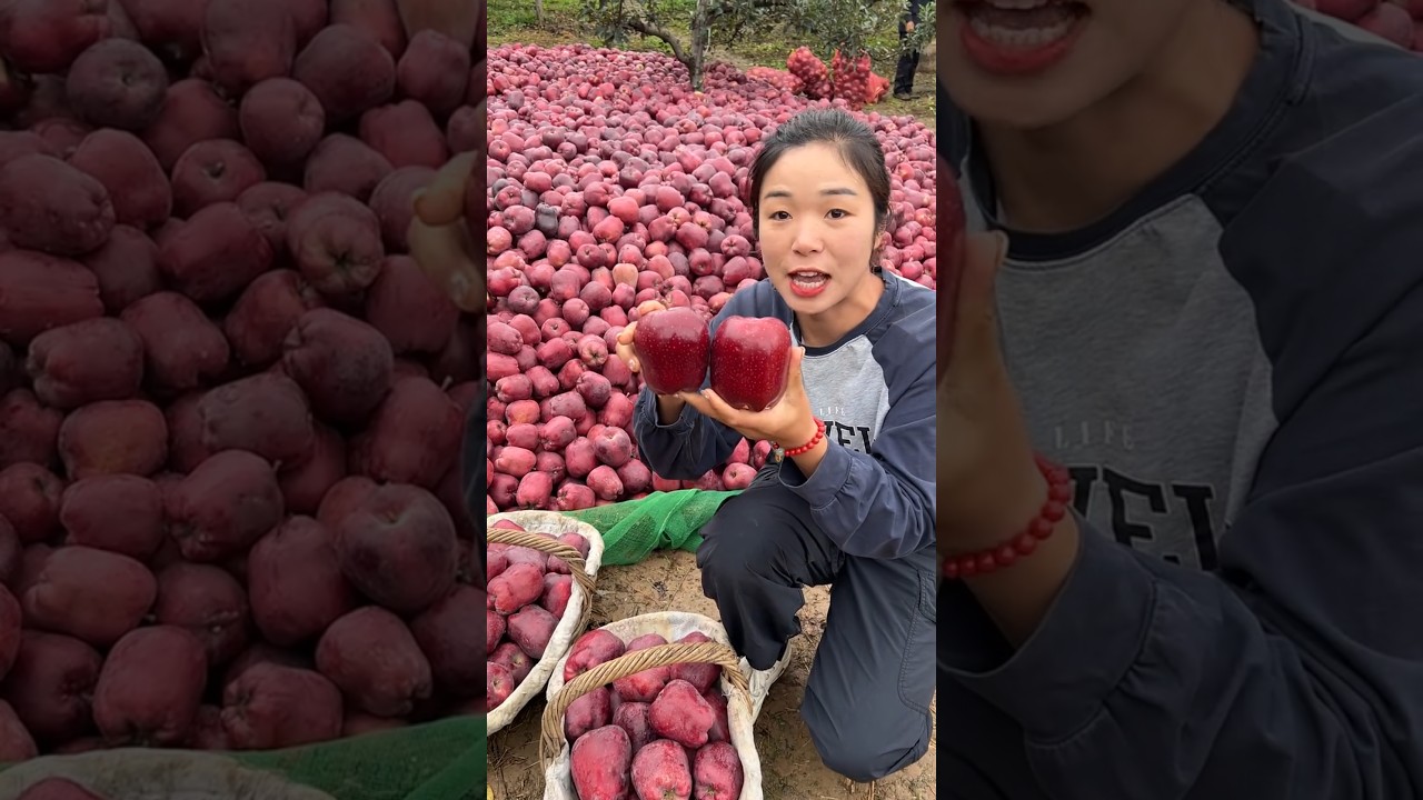 Awesome apple fruit harvesting from farmers with rural farming life #2024 #life #apple #harvest