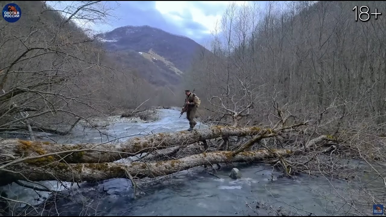 Кавказский МОНСТР. Ущелье кишит МЕДВЕДЯМИ. Приехал ПРЕЗИДЕНТ.