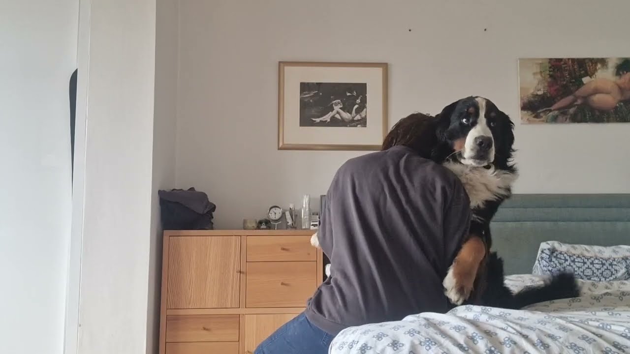 Bernese Mountain Dog loves hugs