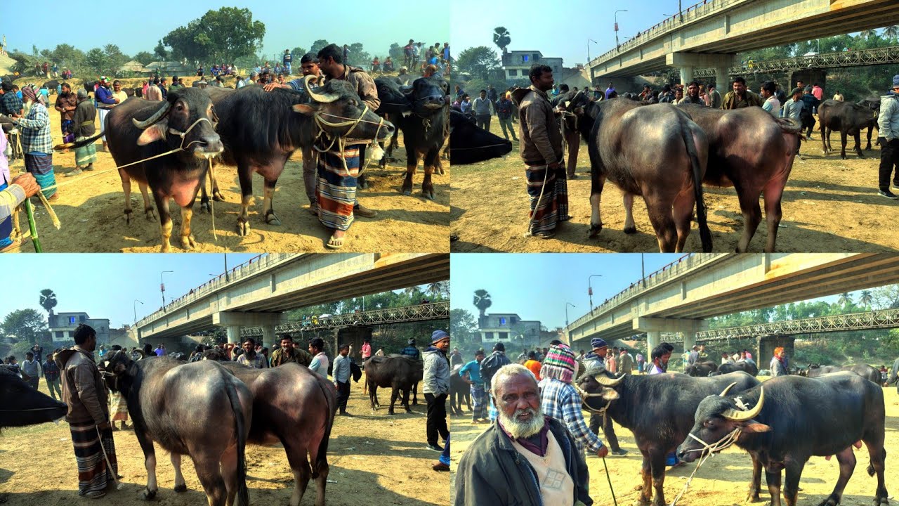 মহিষ লালন পালন লাভ জনক হওয়ায় বিক্রি বেড়েছে! buffalo prices in Bangladesh 
