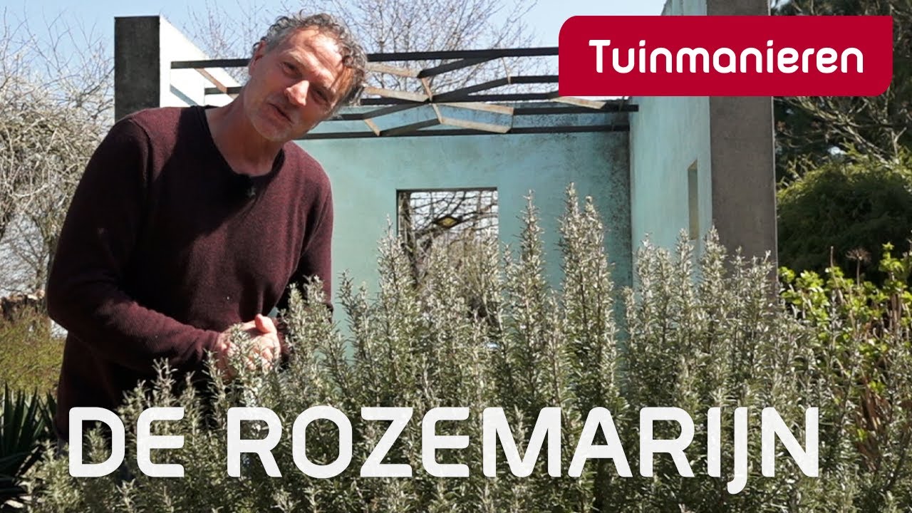 De rozemarijn, standplaats, snoeien en voeden | Plantenkennis | Tuinmanieren