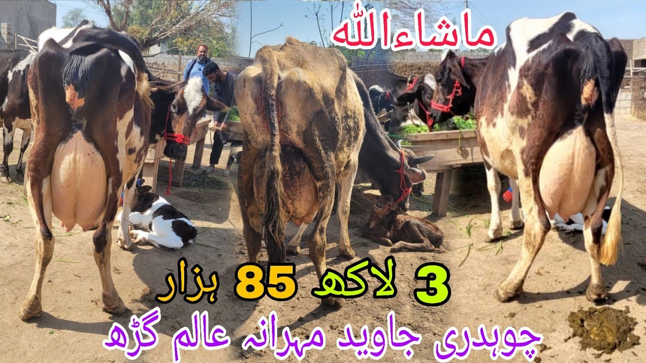 ماشاءاللہ چوہدری جاوید مہرانہ عالم گڑھ کی 4 خوبصورت سجر گائے برائےفروخت 5 مارچ 2026 HajiArfazChannel