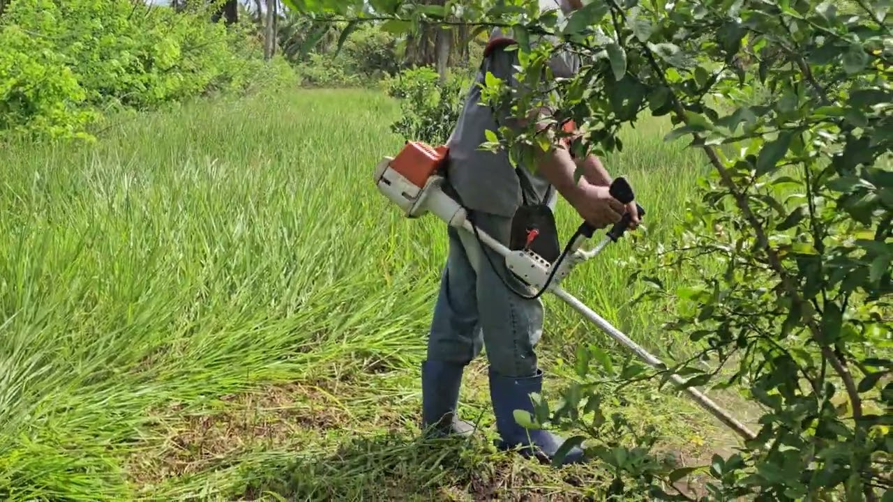 Regulagem da Stihl FS 220 para roçagem do pomar.