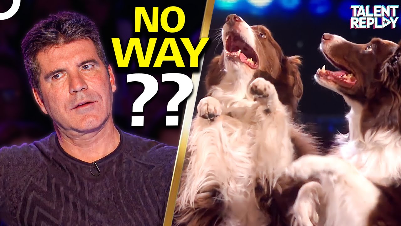 You Won't Believe What These Dogs Can Do! | Britain's Got Talent