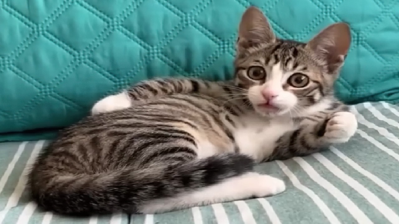 Самые смешные видео с кошками и собаками 🐶🐱 2025 года. Попробуй не засмеяться😜