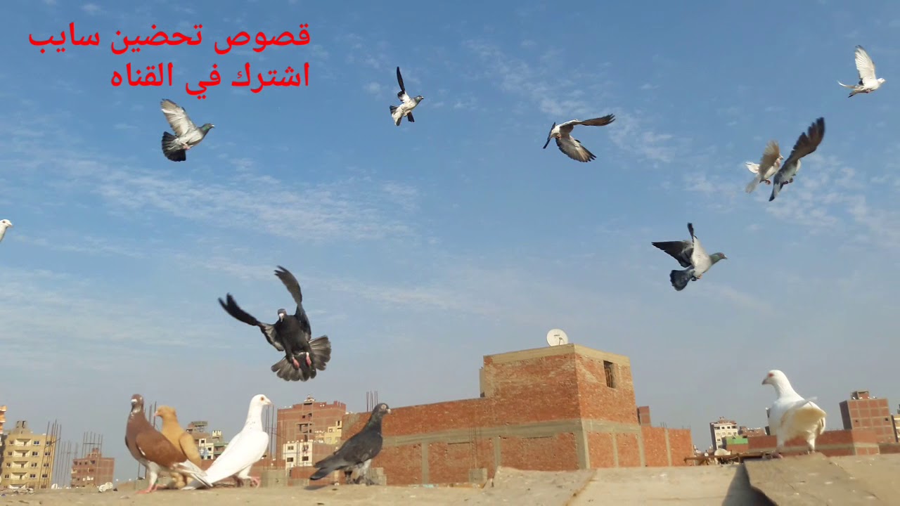 صباح الفل - قصوص حمام تحضين سايبه - حلقه الثانية