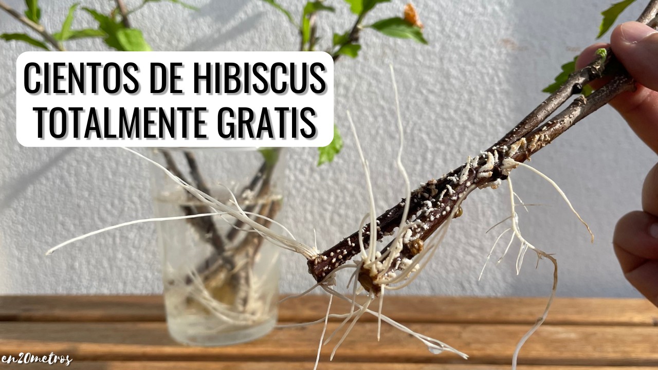 CIENTOS DE HIBISCUS GRATIS: reproduce esquejes de hibisco en un mes || en20metros