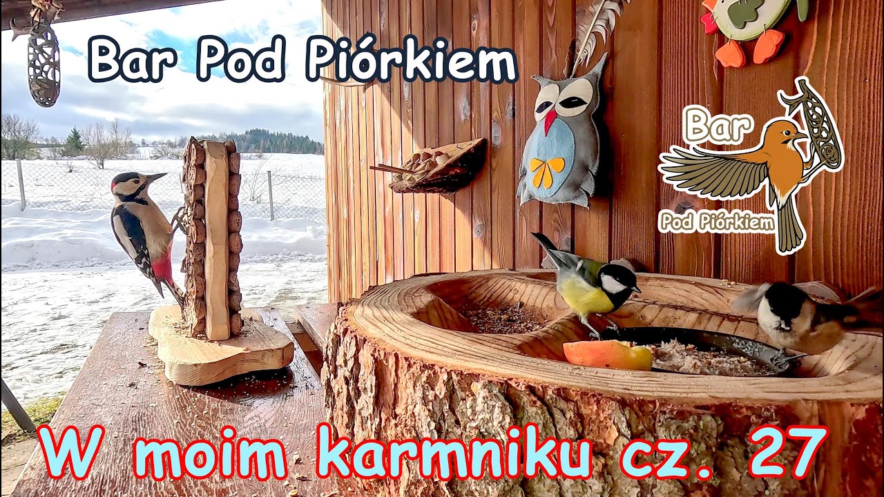 Bar POD PIÓRKIEM - czyli: W moim karmniku cz. 27 #sójka #ptaki #dzięcioł #birds #karmnik