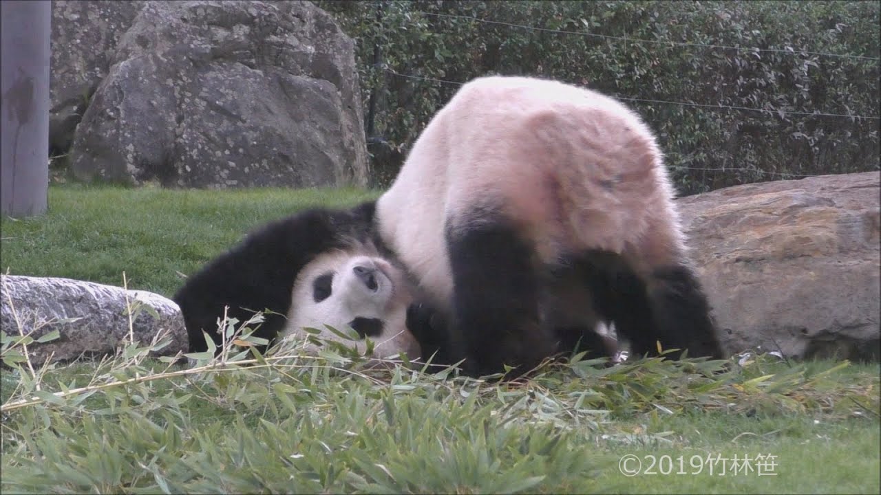 【クネクネころ~ん🎵】桜浜ねえさん🌸真顔で氷遊びｗ⛄【お姉さんパンダ】Giant Panda -Ouhin-☆Playing with ice