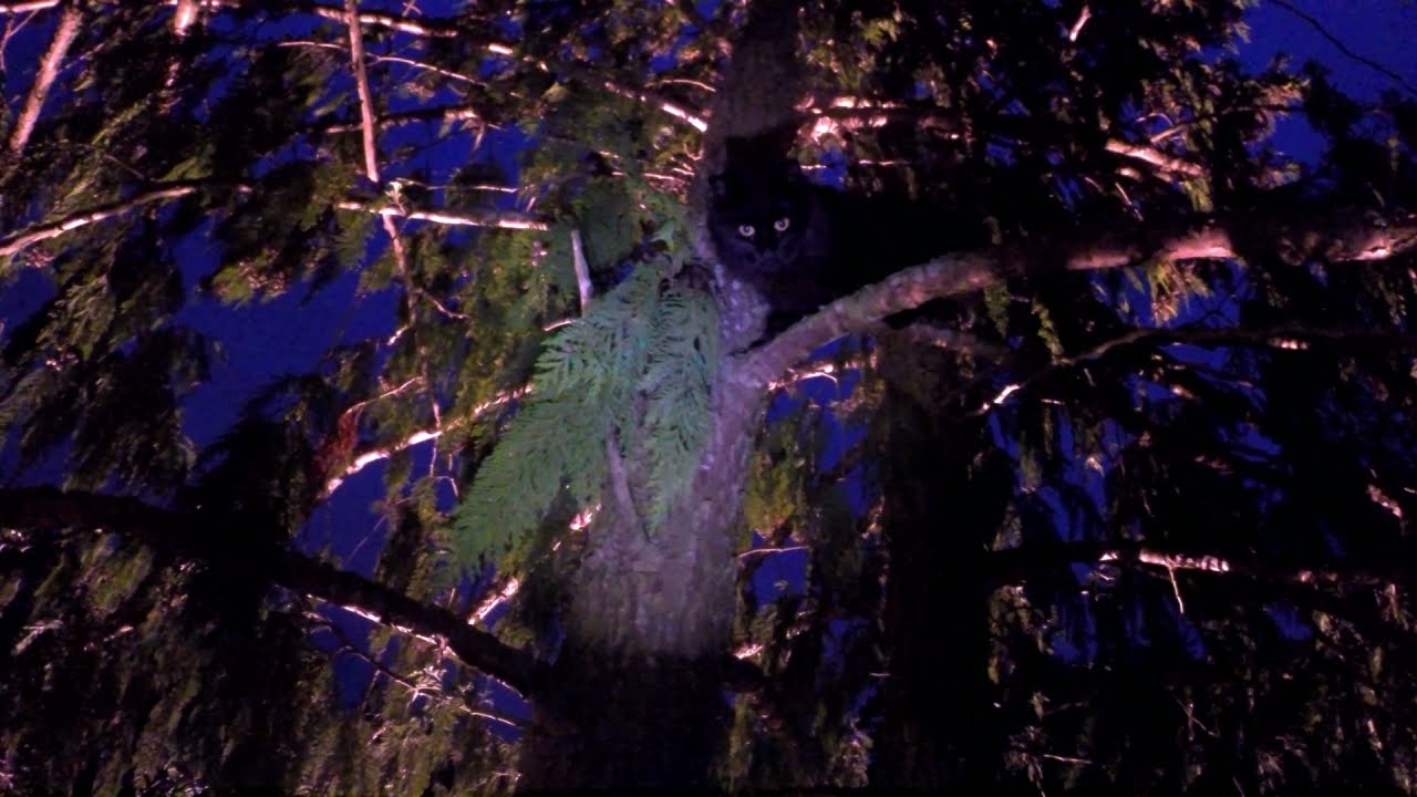 Gabriella Gets Rescued from Treetops and Finds a New Home